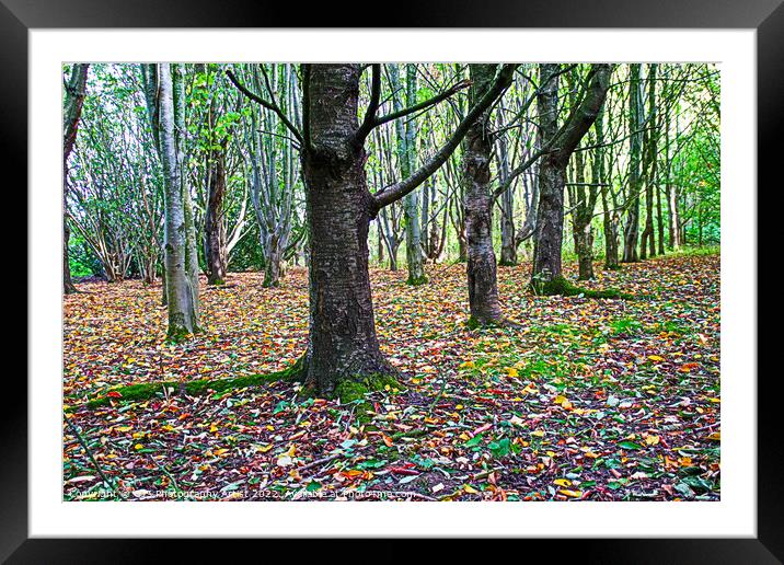 Vibrant Autumn Roots Framed Mounted Print by GJS Photography Artist