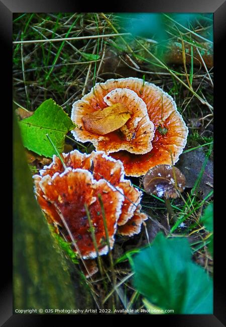 Enchanting Autumn Fungi Display Framed Print by GJS Photography Artist