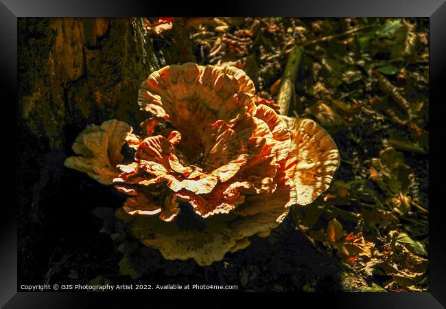 I Call It Grim Reaper Fungi  Framed Print by GJS Photography Artist