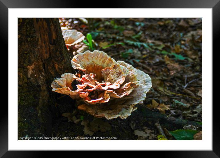 All Year Round Framed Mounted Print by GJS Photography Artist