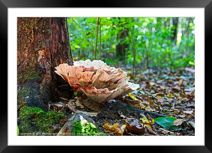 Woodland Cabbage  Framed Mounted Print by GJS Photography Artist