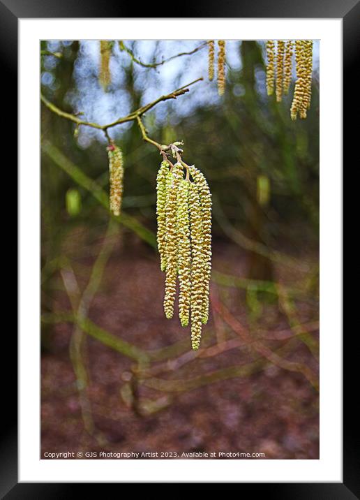 Graceful Dance of the Catkins Framed Mounted Print by GJS Photography Artist