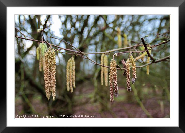Delicate Catkins Dance in the Wind Framed Mounted Print by GJS Photography Artist