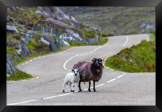 lamb and mother sheep crossing country road Framed Print by Christian Lademann