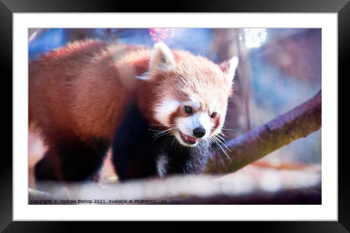 Red panda enjoys the morning spring Framed Mounted Print by Andrew Bishop