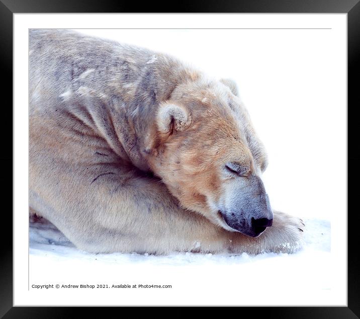 The sleeping bear Framed Mounted Print by Andrew Bishop