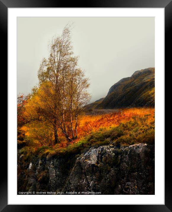 Trees of Glencoe Framed Mounted Print by Andrew Bishop
