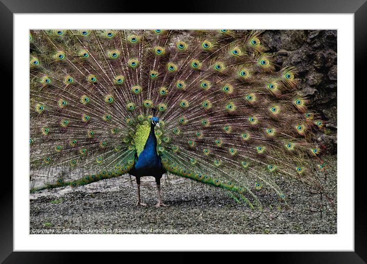 Peacock with full fan tail Framed Mounted Print by Sharon Cocking