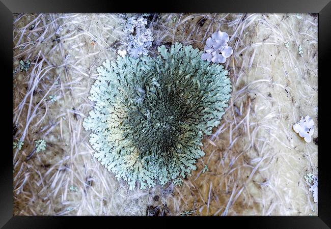 Lichens Framed Print by Antonio Ribeiro