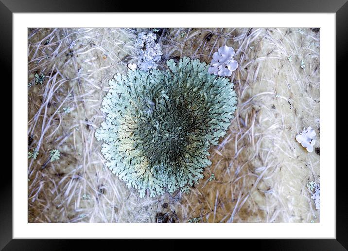 Lichens Framed Mounted Print by Antonio Ribeiro