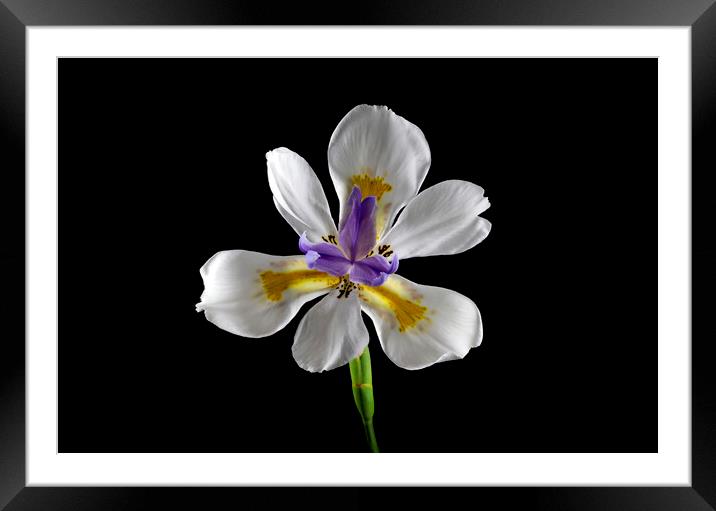 Purple, White, Gold and Brown African Butterfly Iris, Fortnight  Framed Mounted Print by Antonio Ribeiro