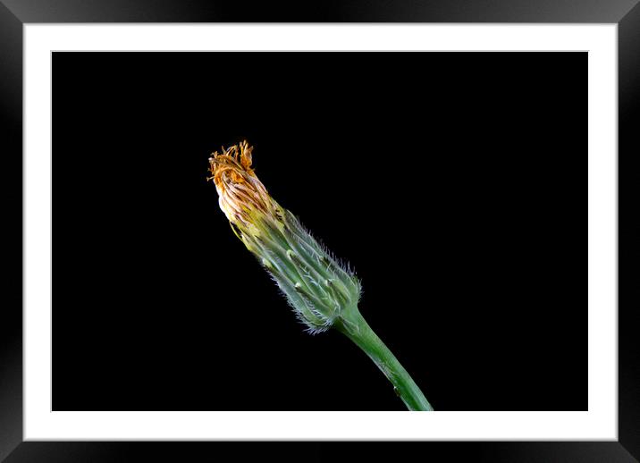 Closed Catsear Flower Framed Mounted Print by Antonio Ribeiro