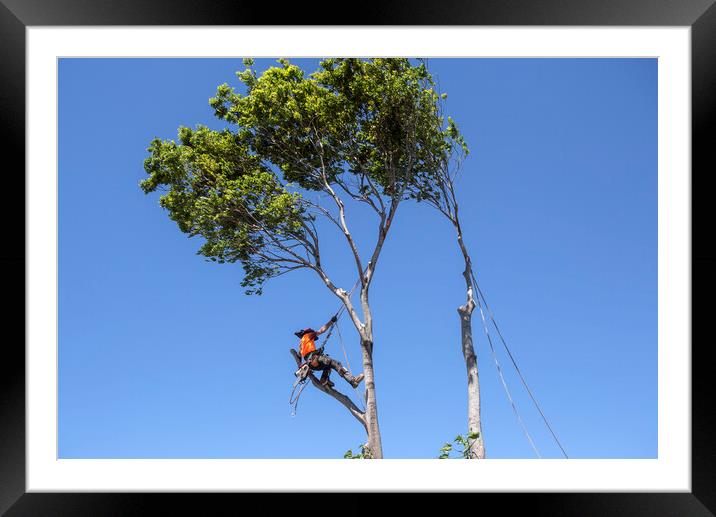 Man cutting down a big tree Framed Mounted Print by Antonio Ribeiro