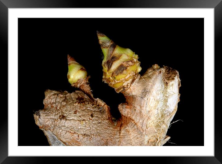 Sprouted Ginger on Black Background Framed Mounted Print by Antonio Ribeiro