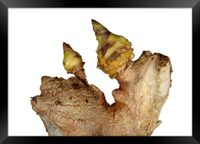 Sprouted Ginger on White Background Framed Print by Antonio Ribeiro
