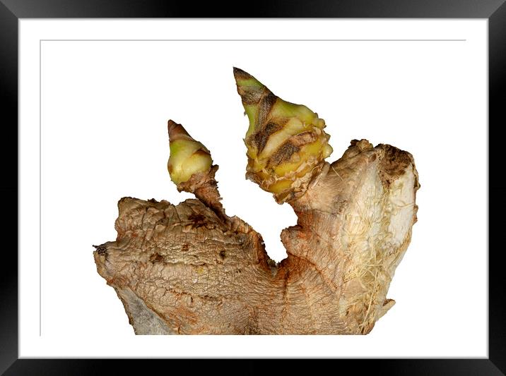 Sprouted Ginger on White Background Framed Mounted Print by Antonio Ribeiro