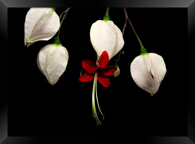 Bleeding Heart Vine Flowers on Black Background Framed Print by Antonio Ribeiro
