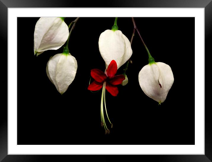 Bleeding Heart Vine Flowers on Black Background Framed Mounted Print by Antonio Ribeiro