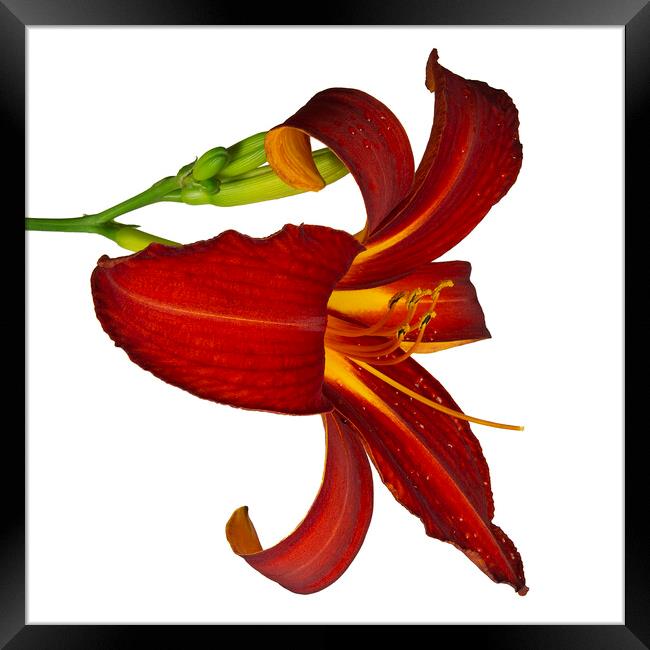 Ruby Spider Daylily in Bloom Framed Print by Antonio Ribeiro