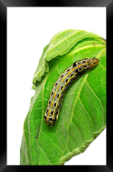 Crinum Caterpillar on Green Leaf Framed Print by Antonio Ribeiro