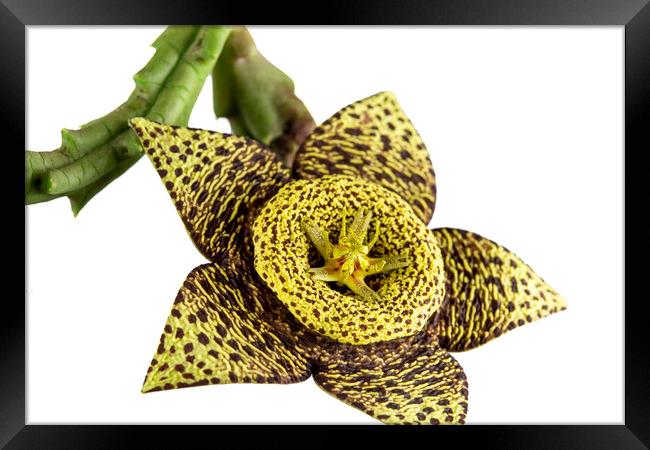 Starfish Cactus Flower Framed Print by Antonio Ribeiro