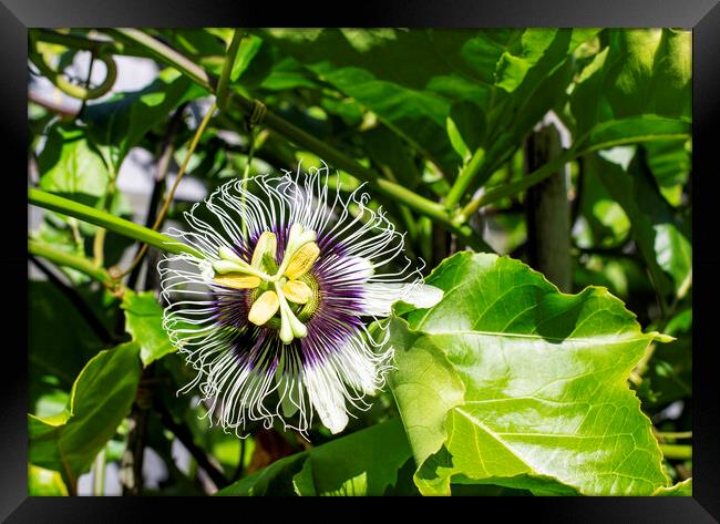 Passion Fruit Flower Framed Print by Antonio Ribeiro