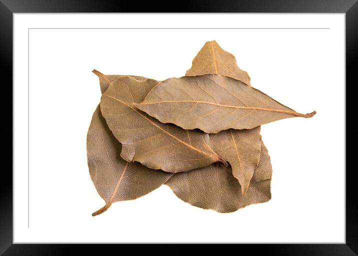 Bay Leaves on a White Background Framed Mounted Print by Antonio Ribeiro