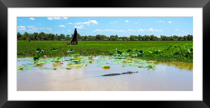 Kakadu Large Saltwater Crocodile Framed Mounted Print by Antonio Ribeiro