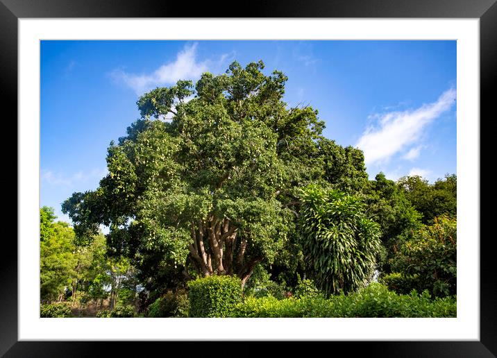 Mango Tree and Hanging Green Mangoes Framed Mounted Print by Antonio Ribeiro