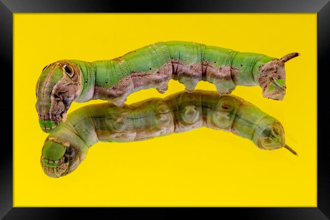 Caterpillar on a Mirror Isolated on Yellow Framed Print by Antonio Ribeiro