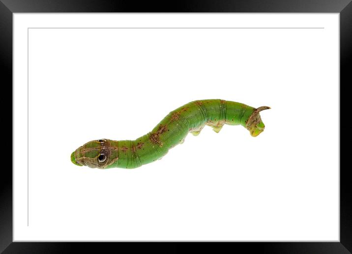 Caterpillar Isolated on White Background Framed Mounted Print by Antonio Ribeiro