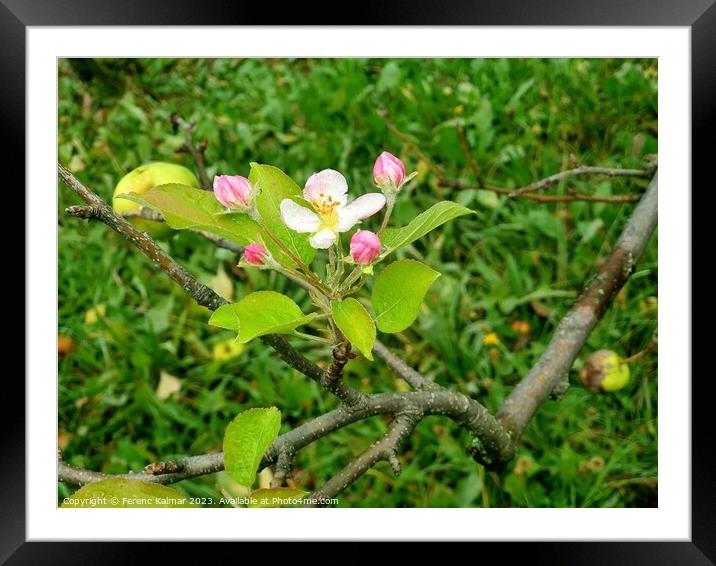 deadly "spring" Framed Mounted Print by Ferenc Kalmar