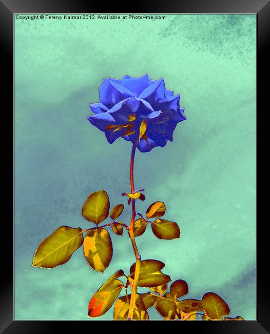 Blue Rose Framed Print by Ferenc Kalmar