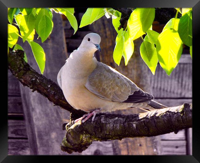 turtle-dove Framed Print by Ferenc Kalmar