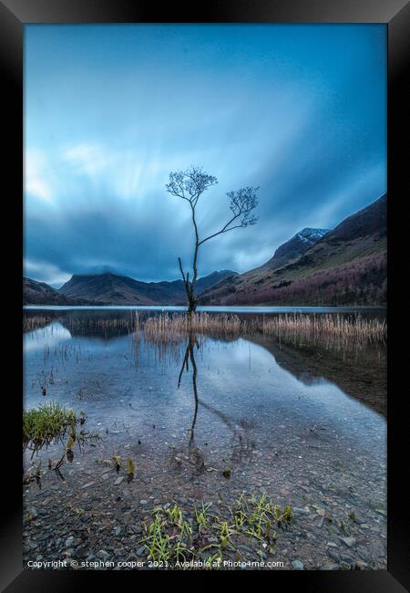 lone tree Framed Print by stephen cooper