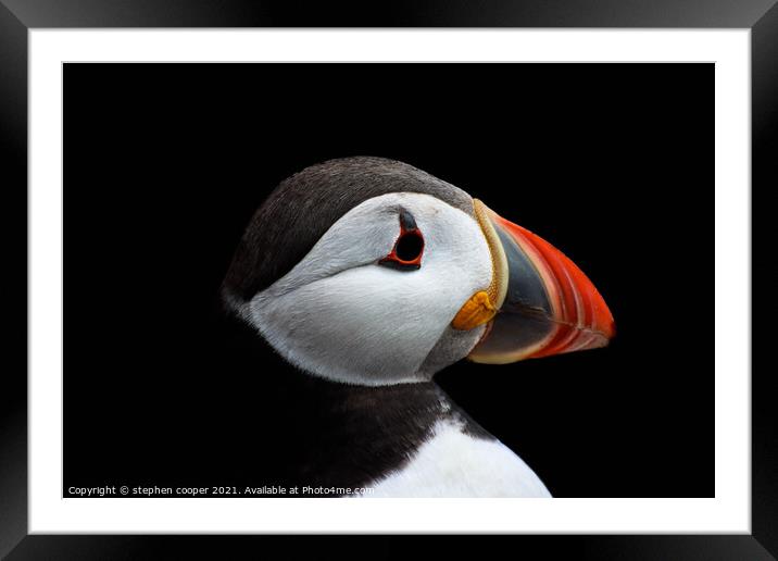 puffin Framed Mounted Print by stephen cooper