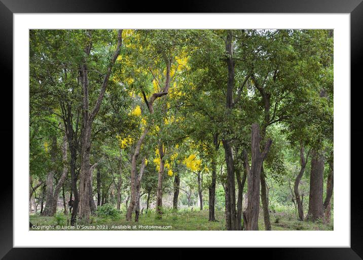 Sandalwood forest Framed Mounted Print by Lucas D'Souza
