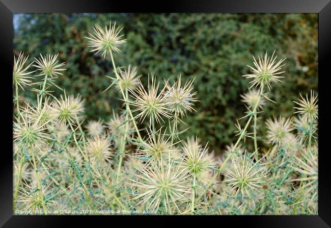 Thorny plants with thorny flowers  Framed Print by Lucas D'Souza