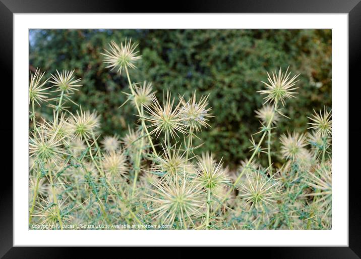 Thorny plants with thorny flowers  Framed Mounted Print by Lucas D'Souza