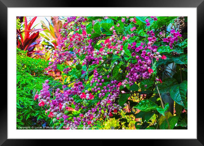 Bleeding heart flowers in full blossom Framed Mounted Print by Lucas D'Souza