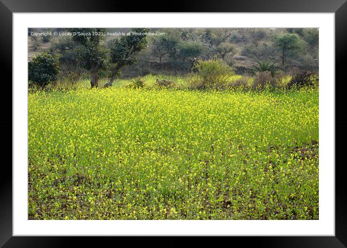 Mustard field with flowers Framed Mounted Print by Lucas D'Souza