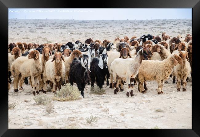 Flock of sheep Framed Print by Lucas D'Souza