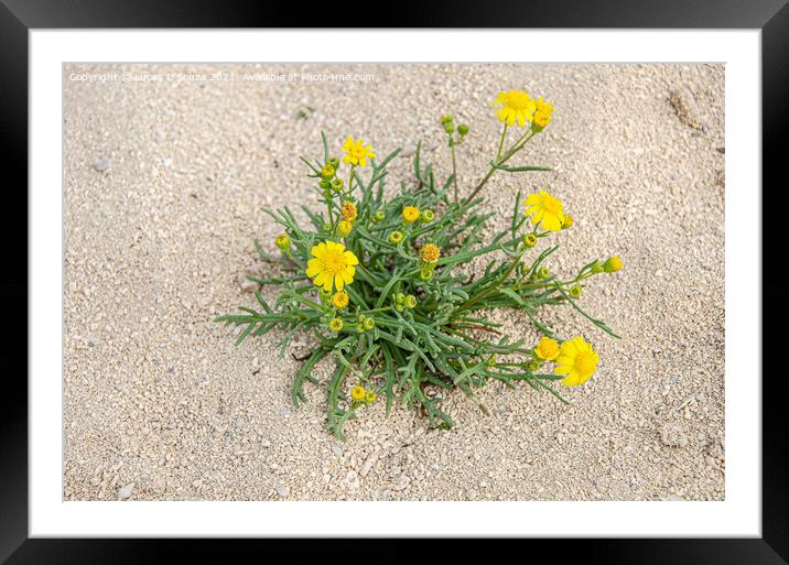 Desert Flowers Framed Mounted Print by Lucas D'Souza