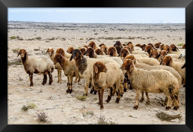 Flock of sheep in the desert Framed Print by Lucas D'Souza