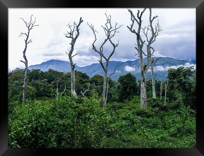 Bandipur reserve forest, India Framed Print by Lucas D'Souza