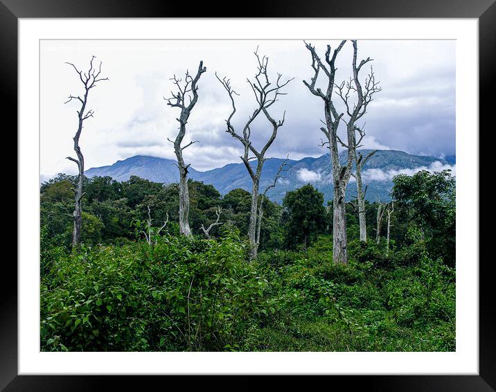 Bandipur reserve forest, India Framed Mounted Print by Lucas D'Souza