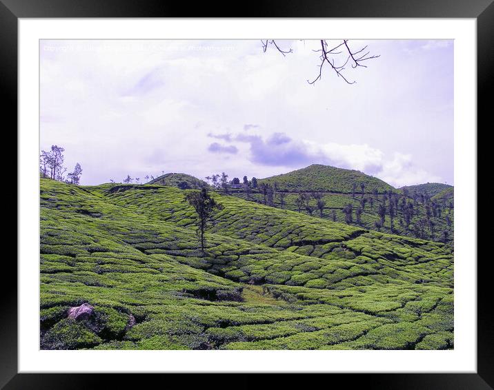 Tea Gardens at Munnar, Kerala, India Framed Mounted Print by Lucas D'Souza