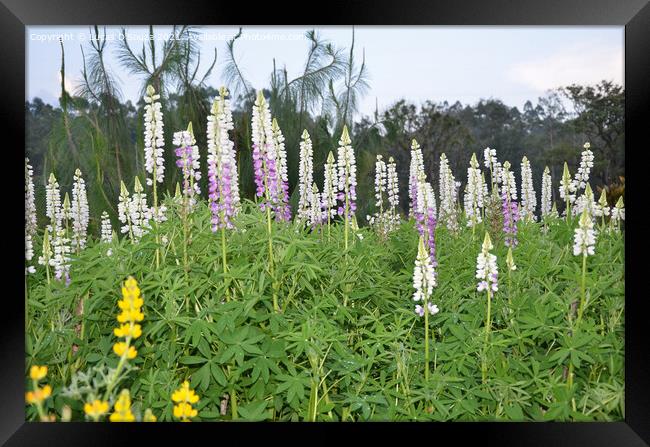 Lupinus flowers, also known as bluebonnet Framed Print by Lucas D'Souza