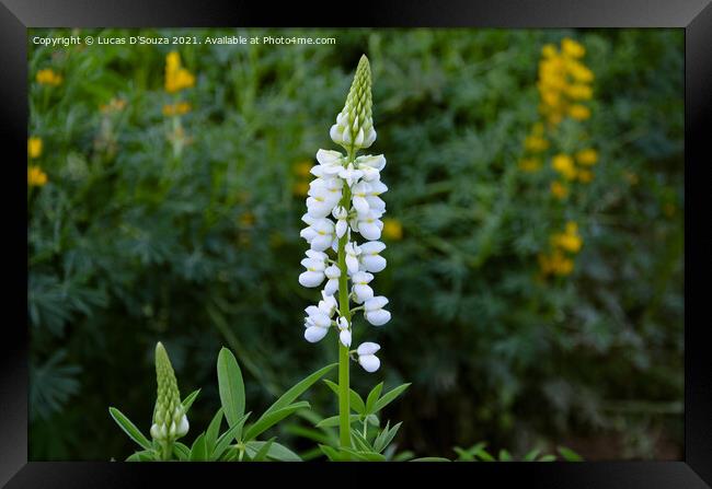 Lupinus flowers, also known as bluebonnet Framed Print by Lucas D'Souza