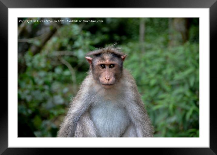 Monkey Framed Mounted Print by Lucas D'Souza